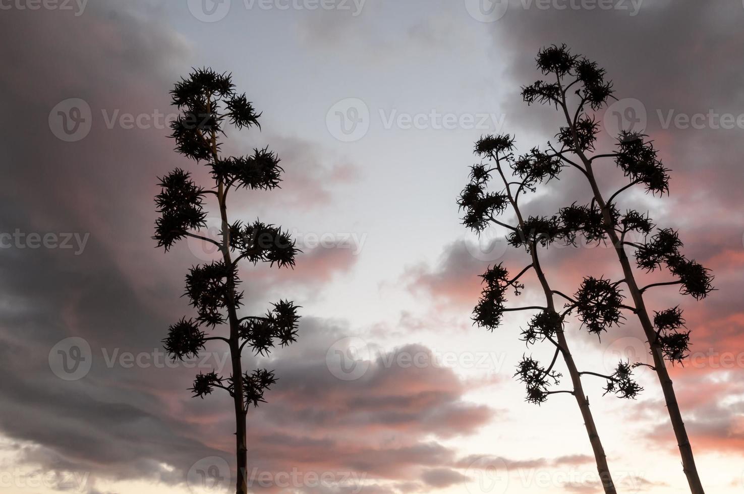 Trees and cloudy sky photo