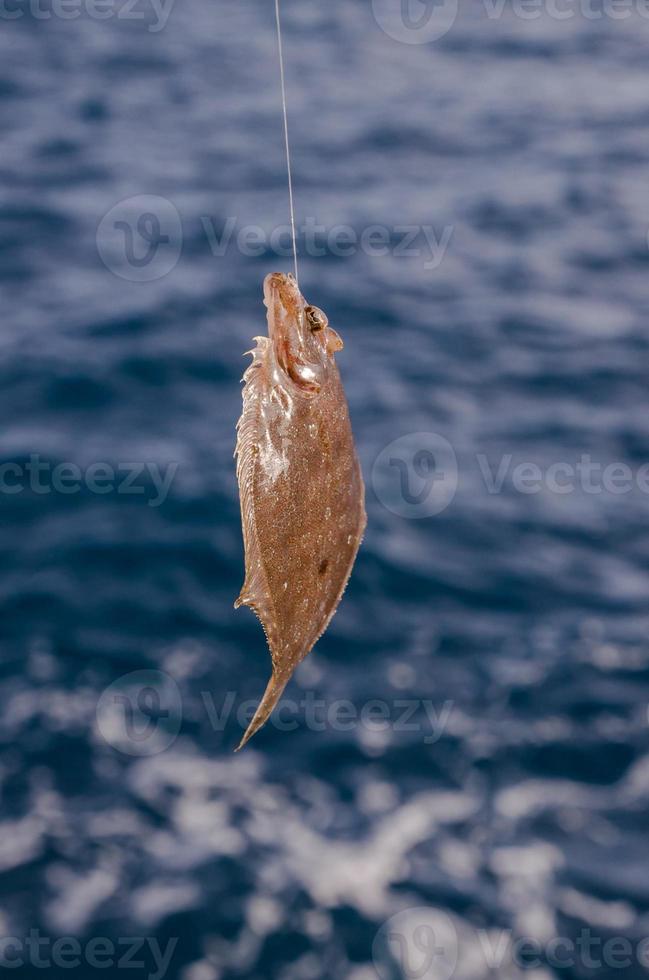 Fish on a hook photo