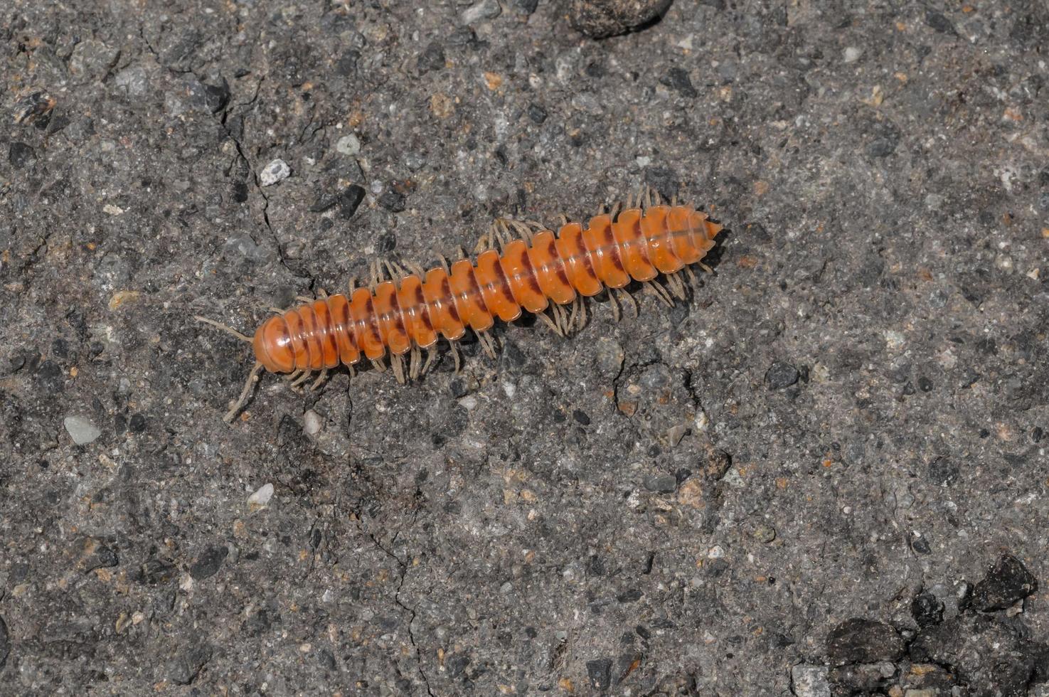 Red Brown Centipede on the Floor photo