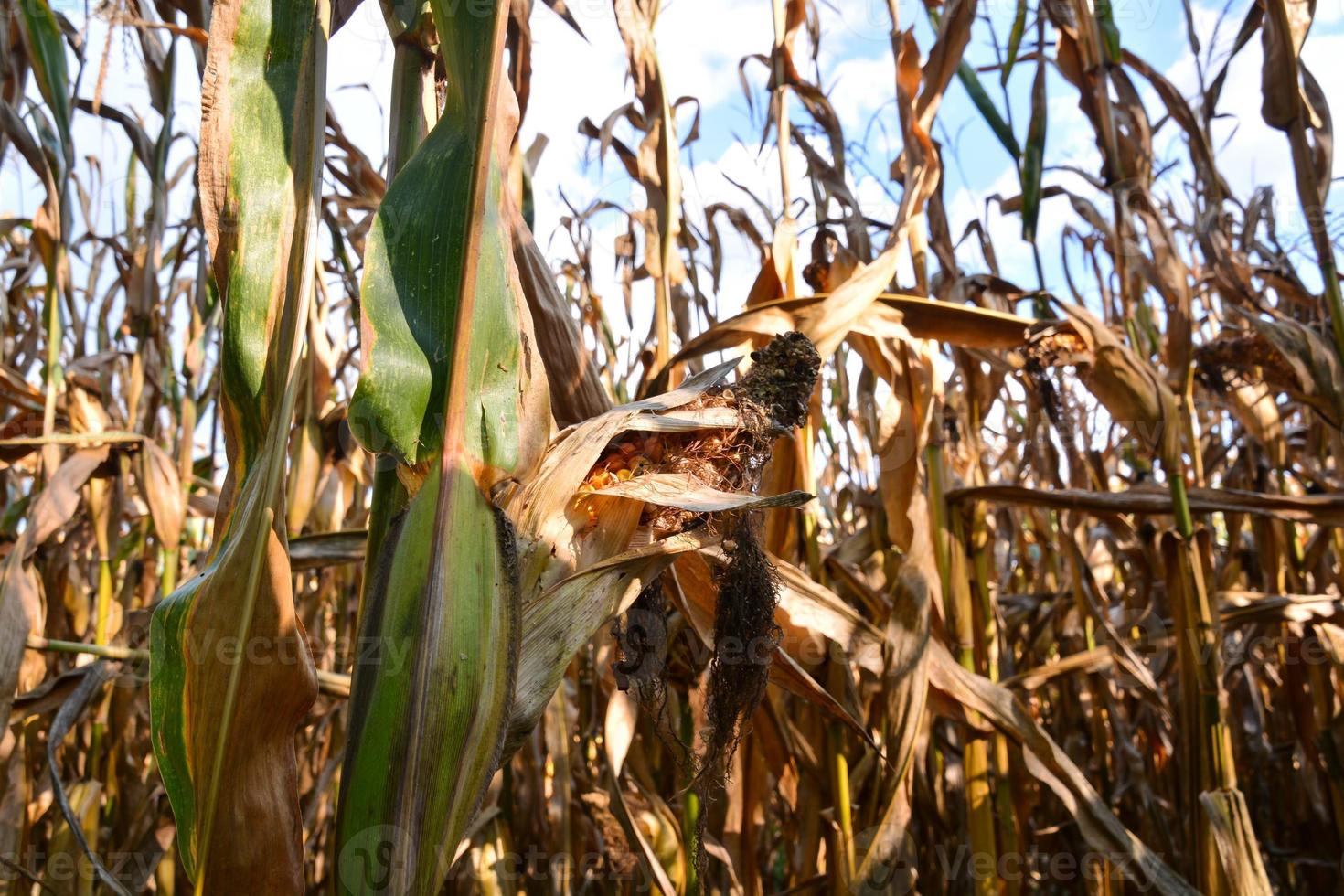 Field of corn photo