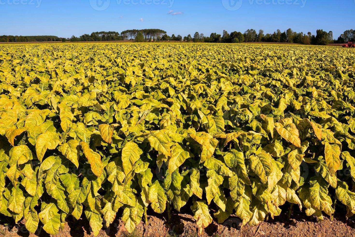 Field of crops photo