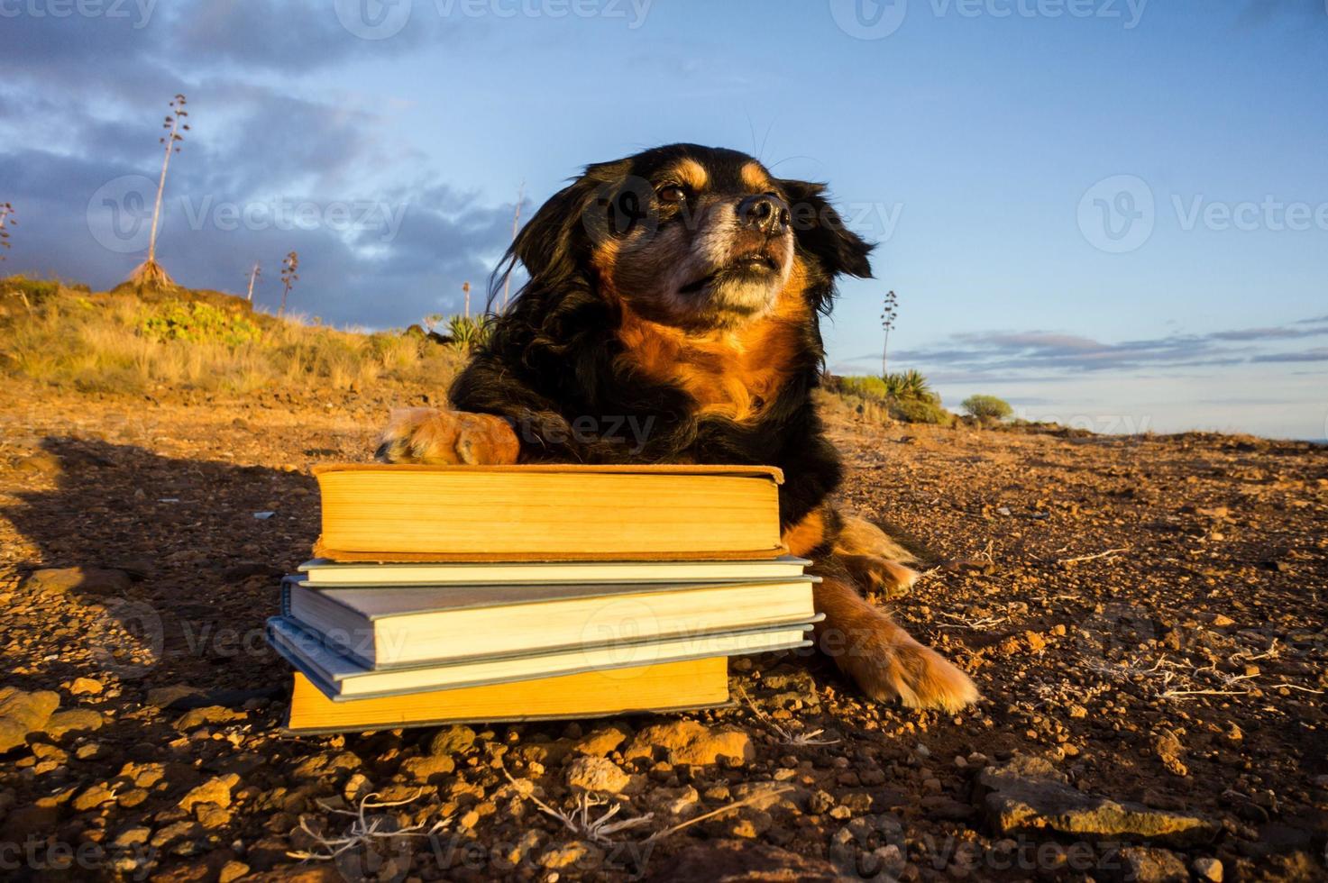 Dog with books photo