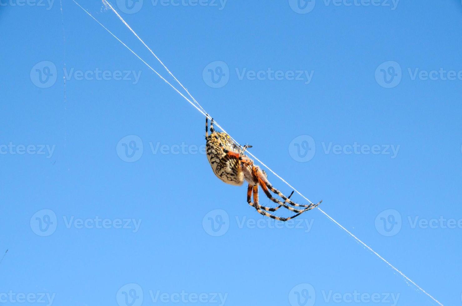 Spider in the web photo