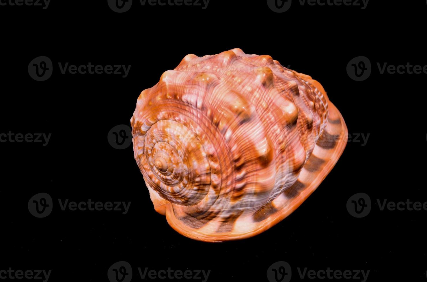 Shell on dark background photo