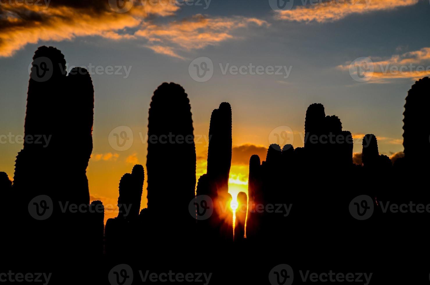 Sunset behind cacti photo