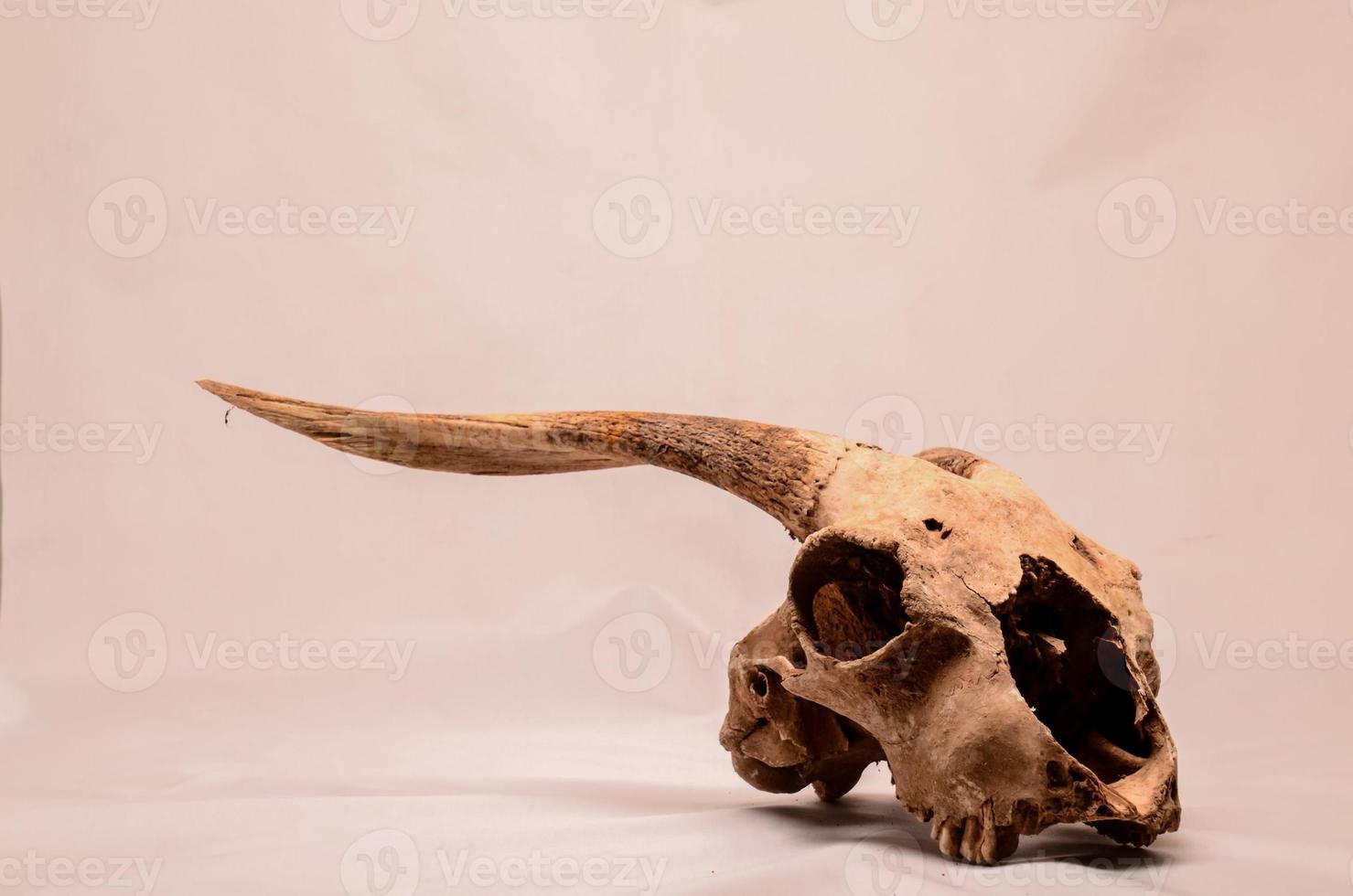 Ram skull on light background photo
