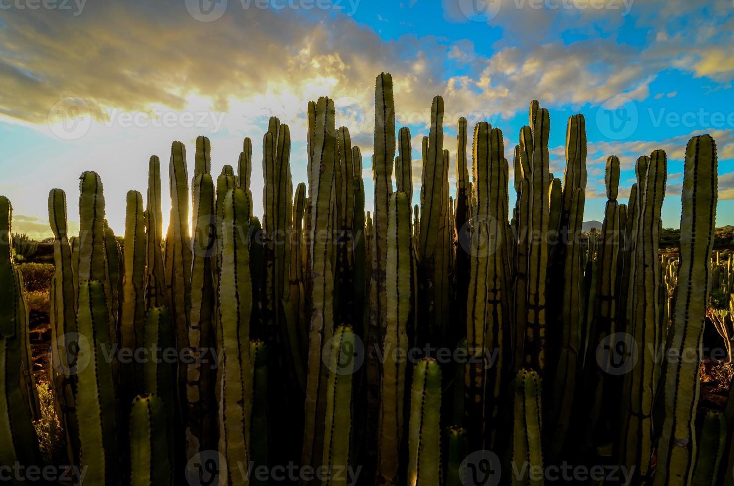Tall green cacti plant photo