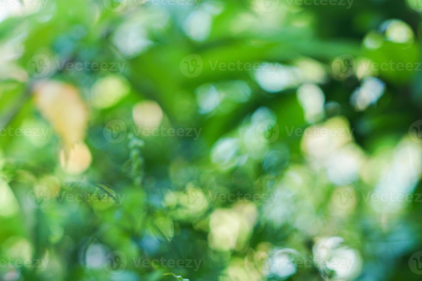 nature background with bokeh blur photography photo