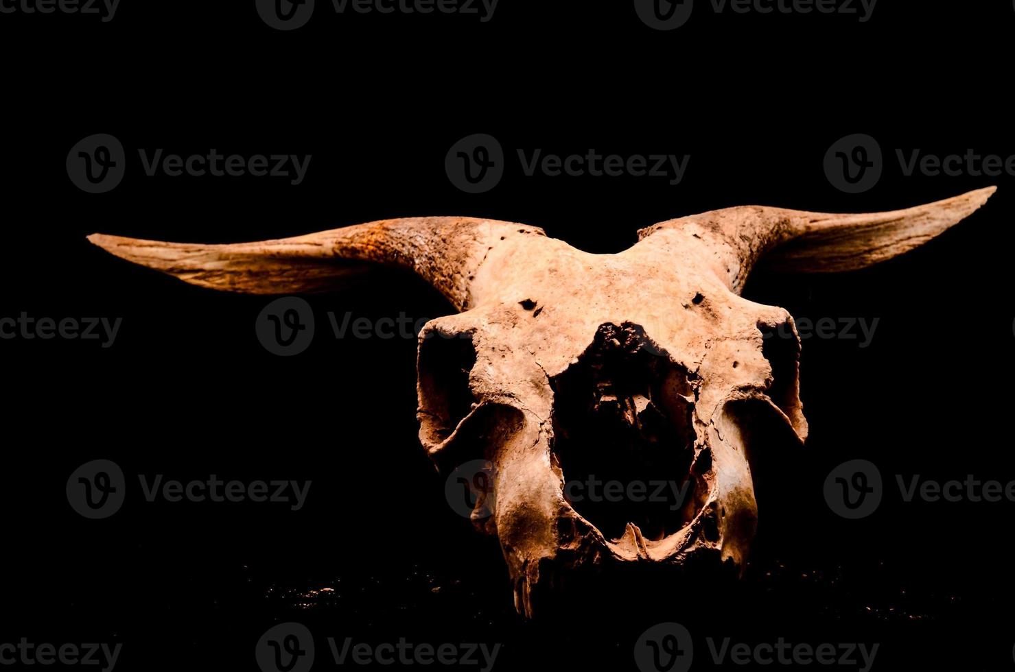 Ram skull on dark background photo