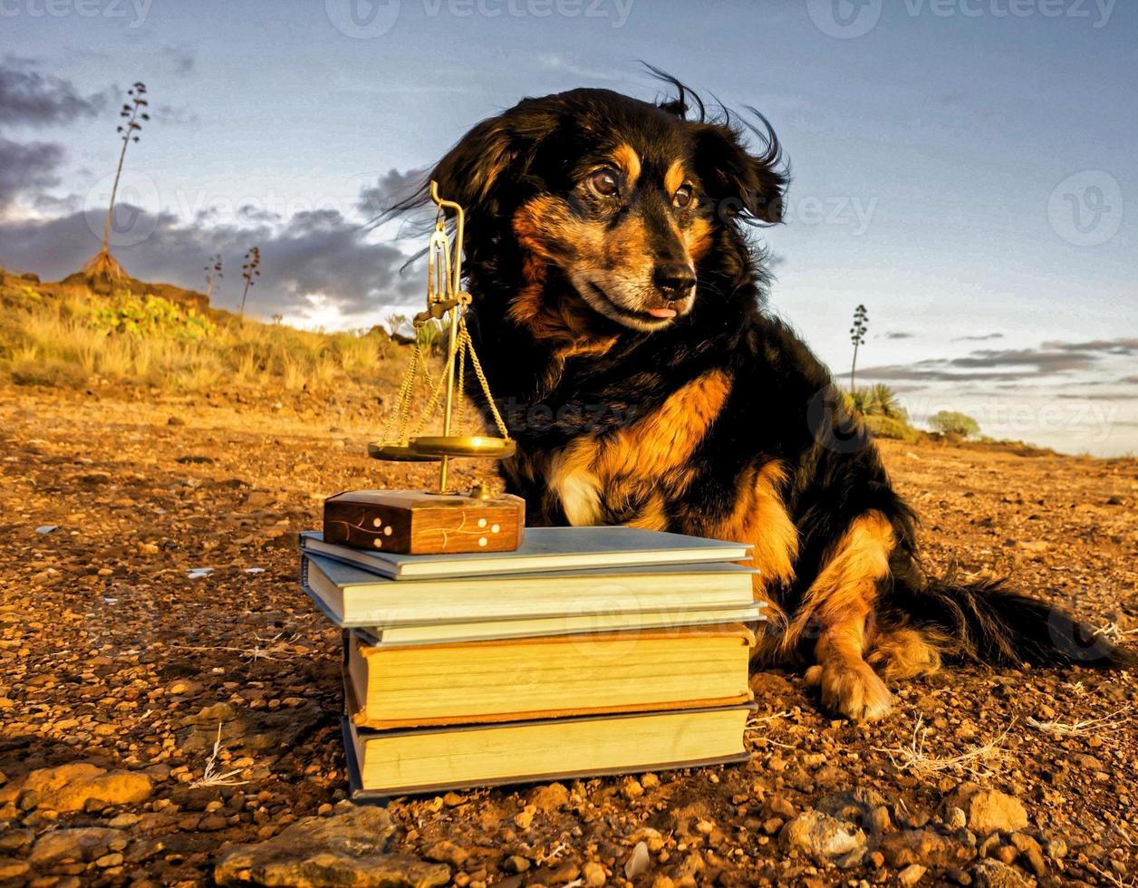 Dog with stack of books photo