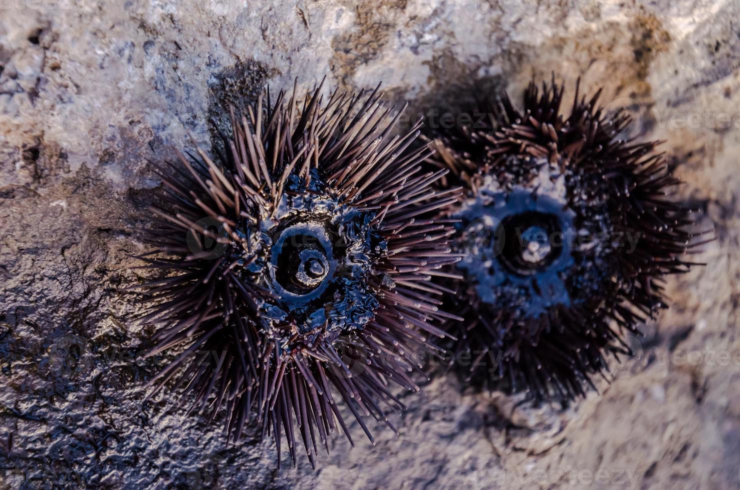 Spiky sea urchin photo