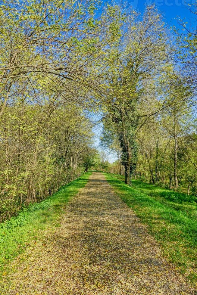 Path in the forest photo