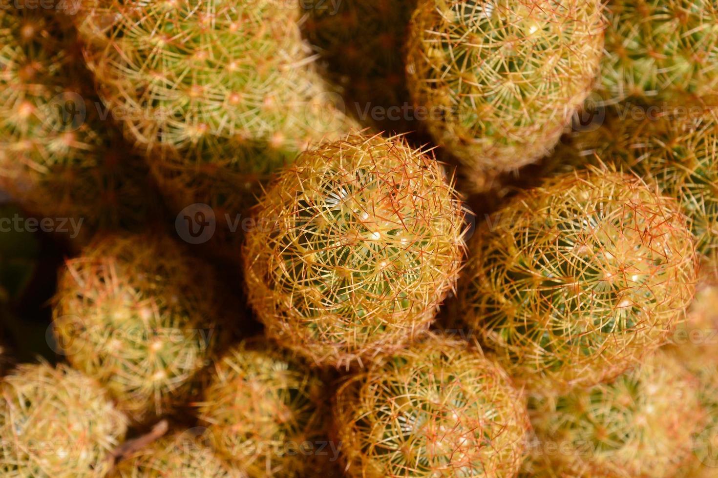 Small cacti plant photo