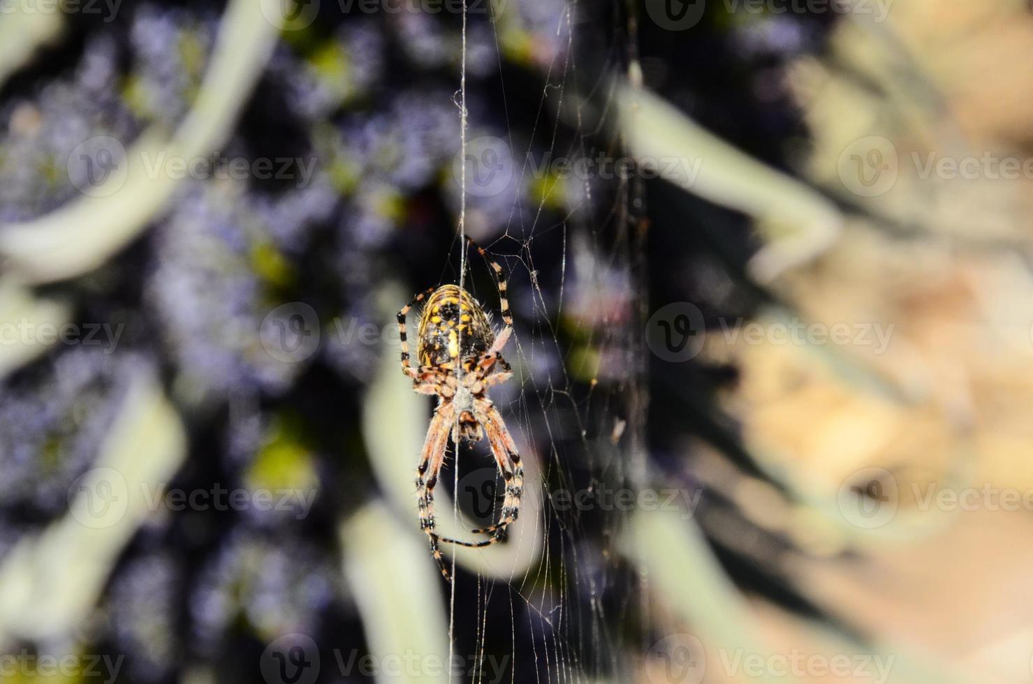 Spider in the web photo