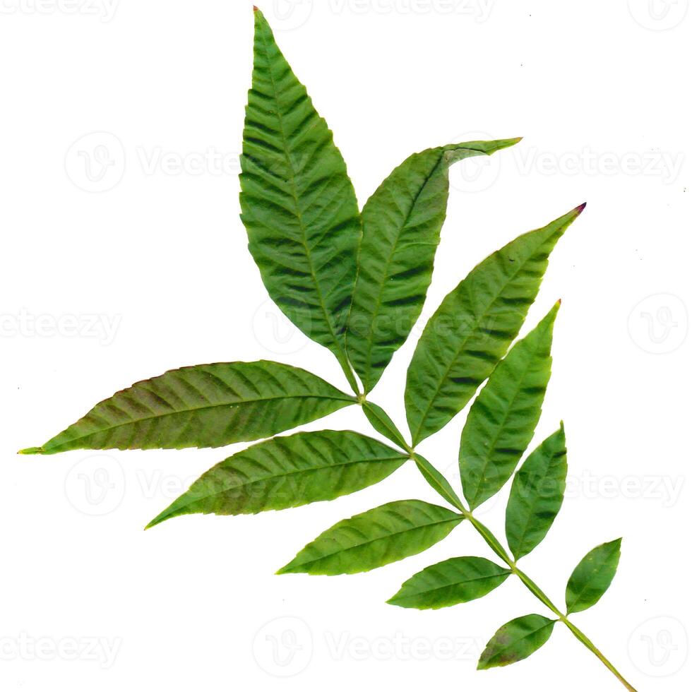 textured green leaves and stalks are on a white background. photo