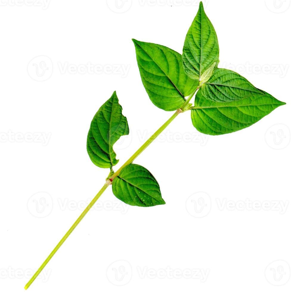 textured green leaves and stalks are on a white background. photo