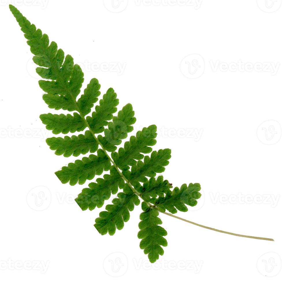 green Polypodiophyta leaves are on a white background. photo