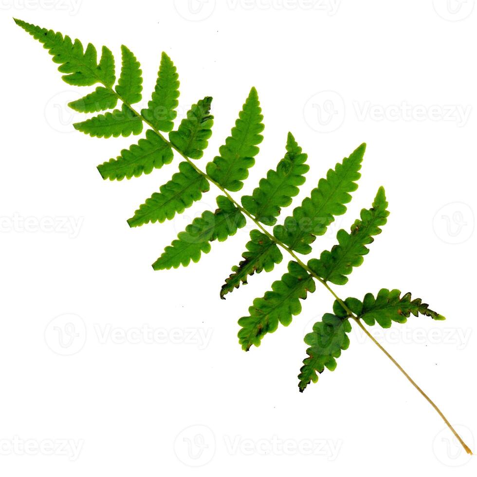 green Polypodiophyta leaves are on a white background. photo