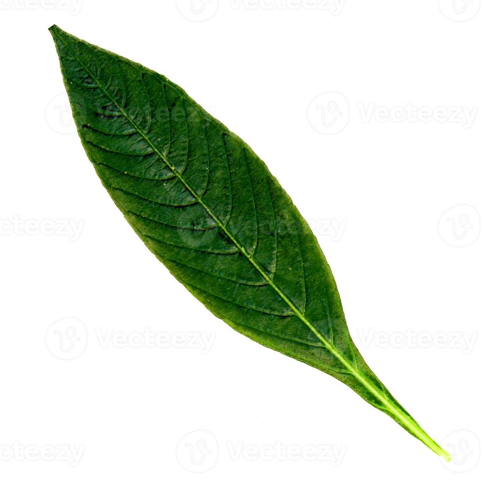 green leaves textured and have lines are on white background. photo