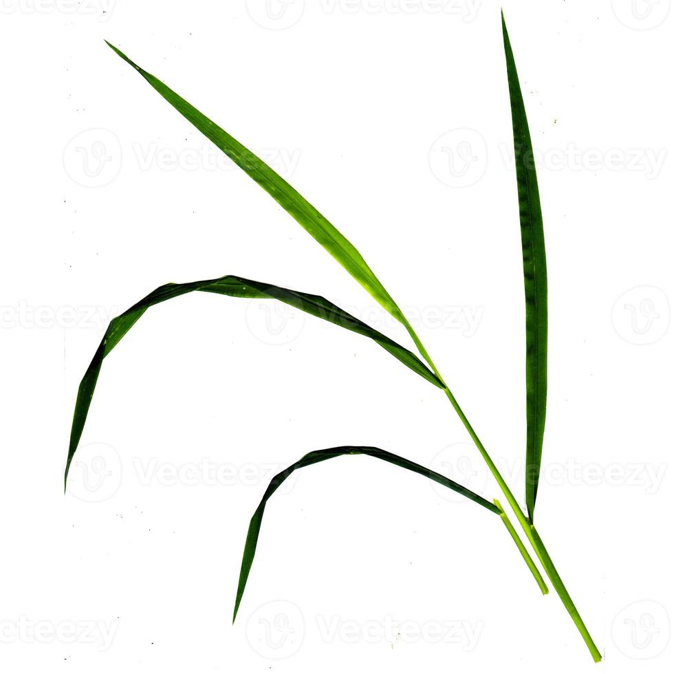 long green leaves and stripes on a white background. photo