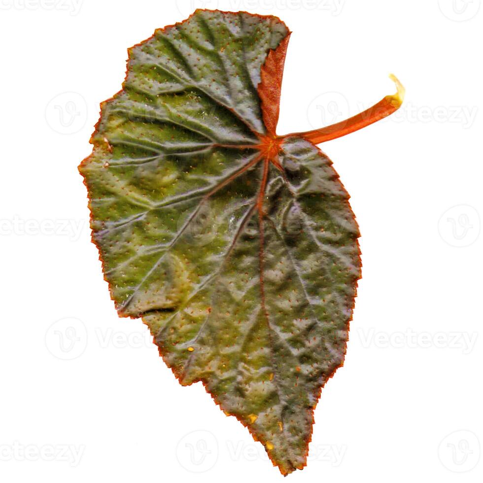 textured leaves are on a white background. photo