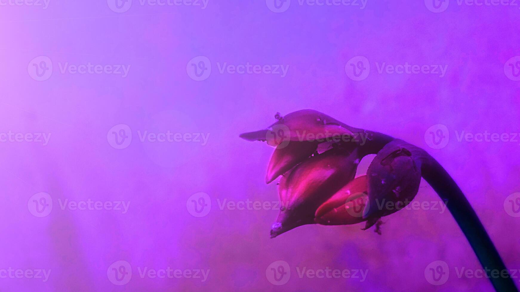 re-edited flower background photo