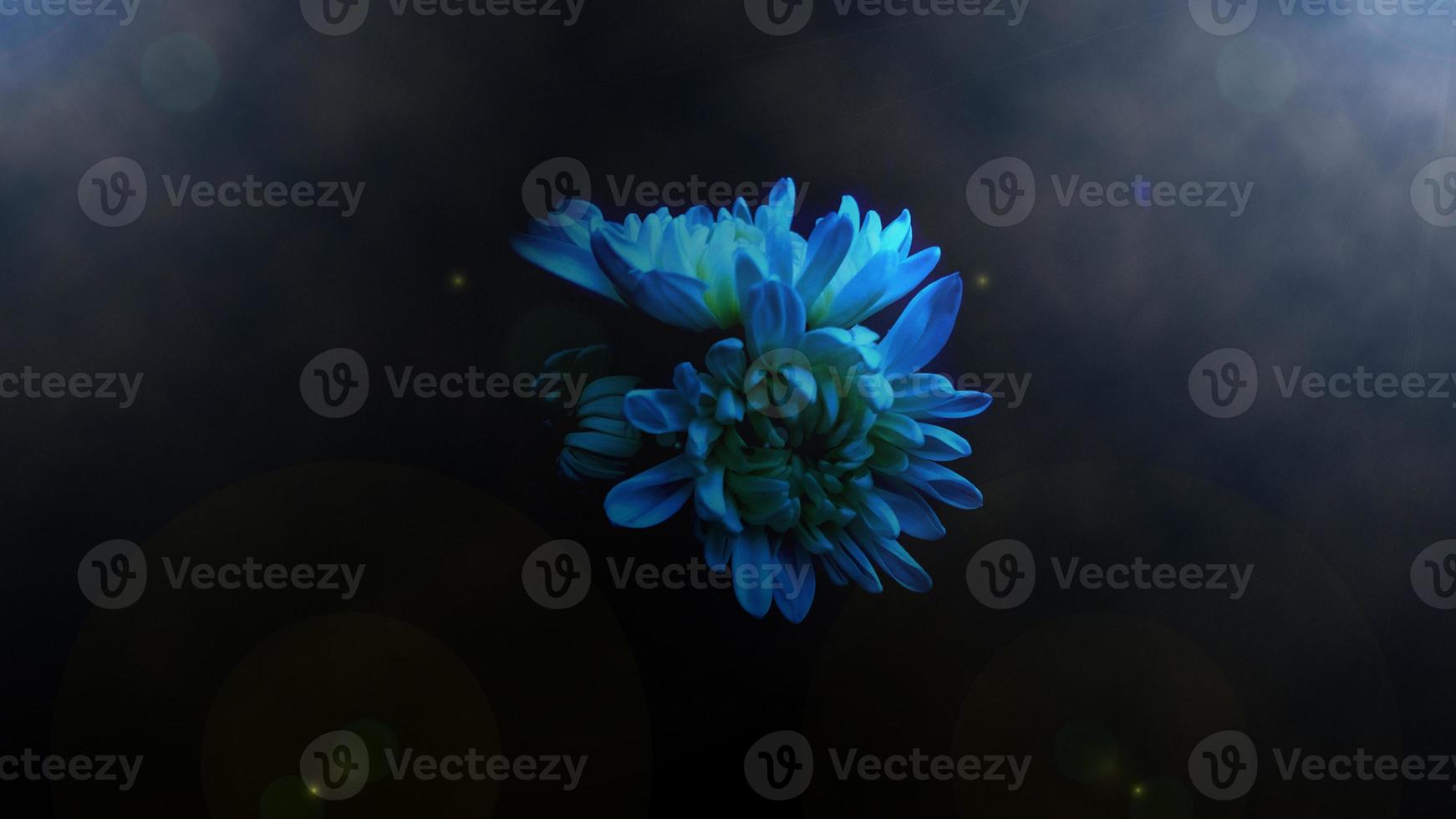 re-edited flower background photo
