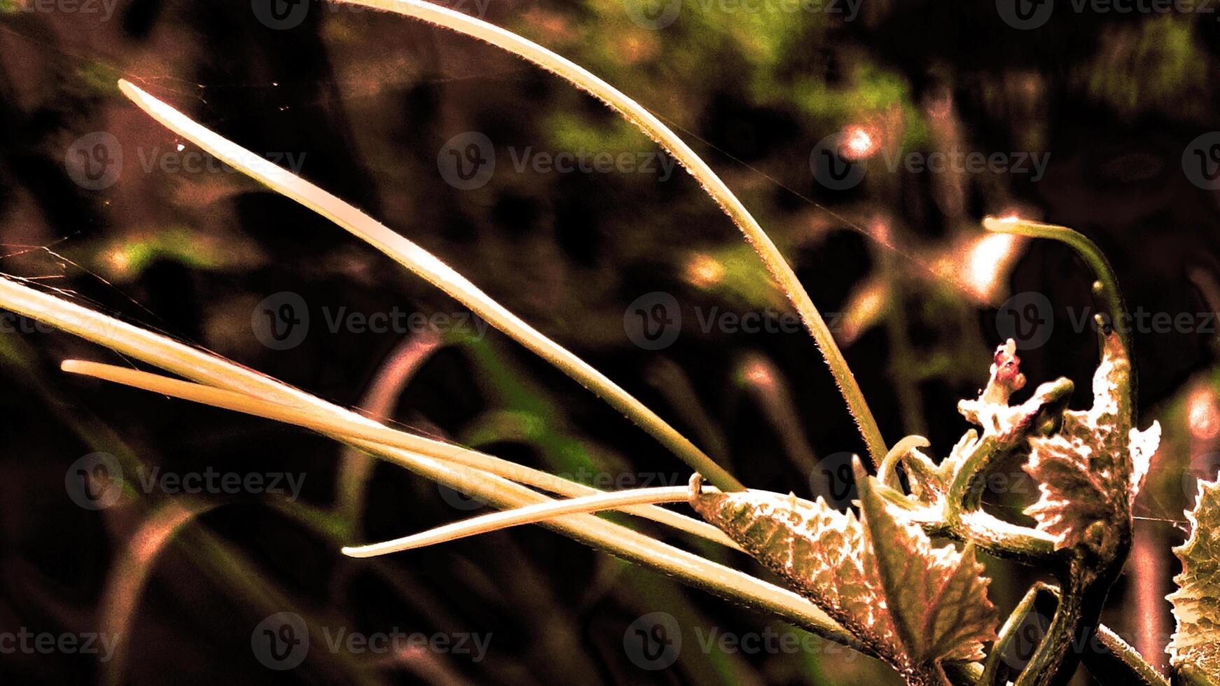 re-edited flower background photo