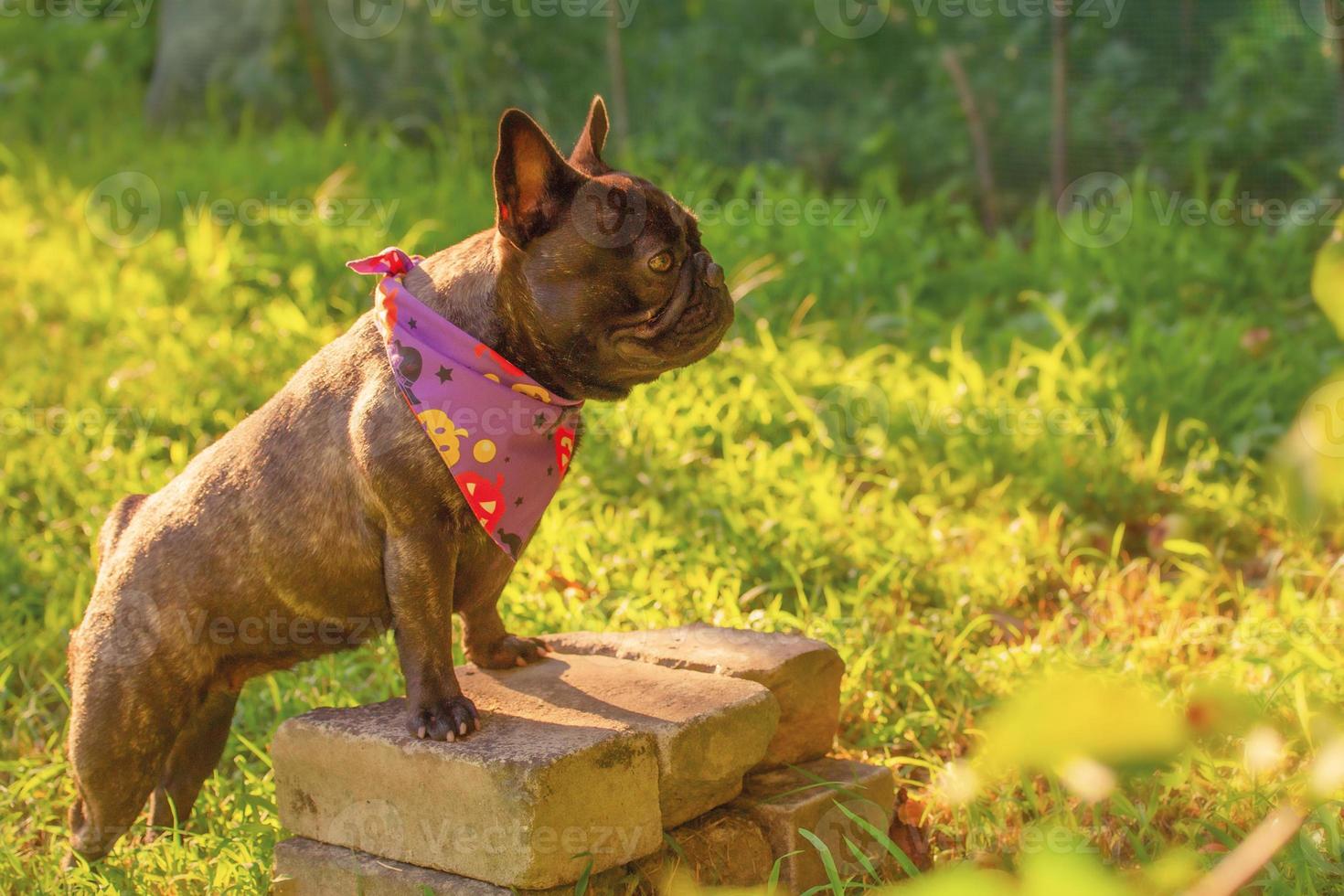 French bulldog dog in Halloween bandanas. Animal, pet. Halloween. photo