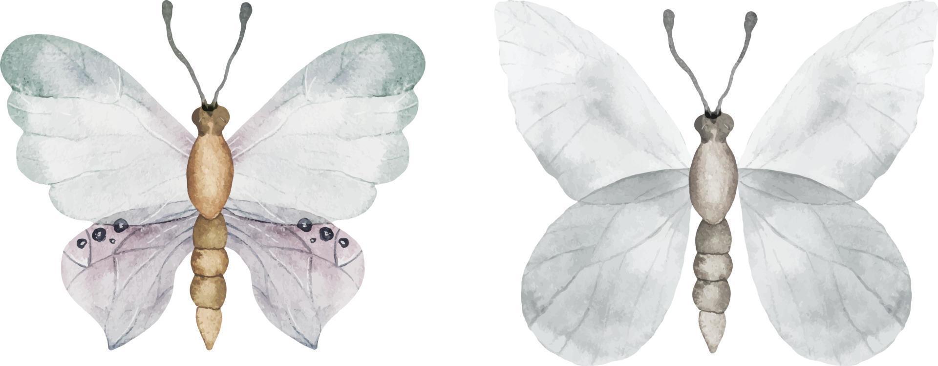 Set of white tender watercolor butterflies. White bright butterfly illustration vector