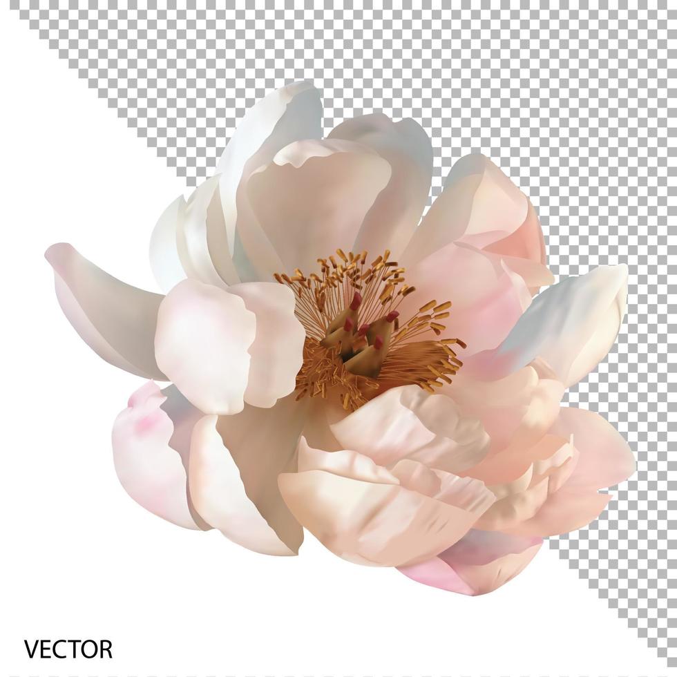 vector ilustración realista, muy detallado florecer peonía flor aislado con transparente antecedentes