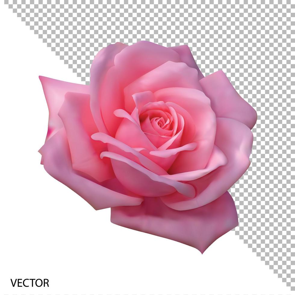 Vector illustration realistic, highly detailed flower of pink rose isolated with transparent background