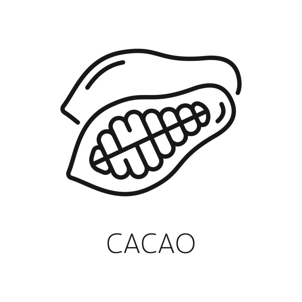 cacao o cacao frijoles aislado contorno icono vector