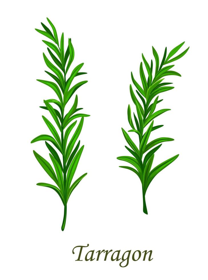 Tarragon herb seasoning, spice flavoring condiment vector