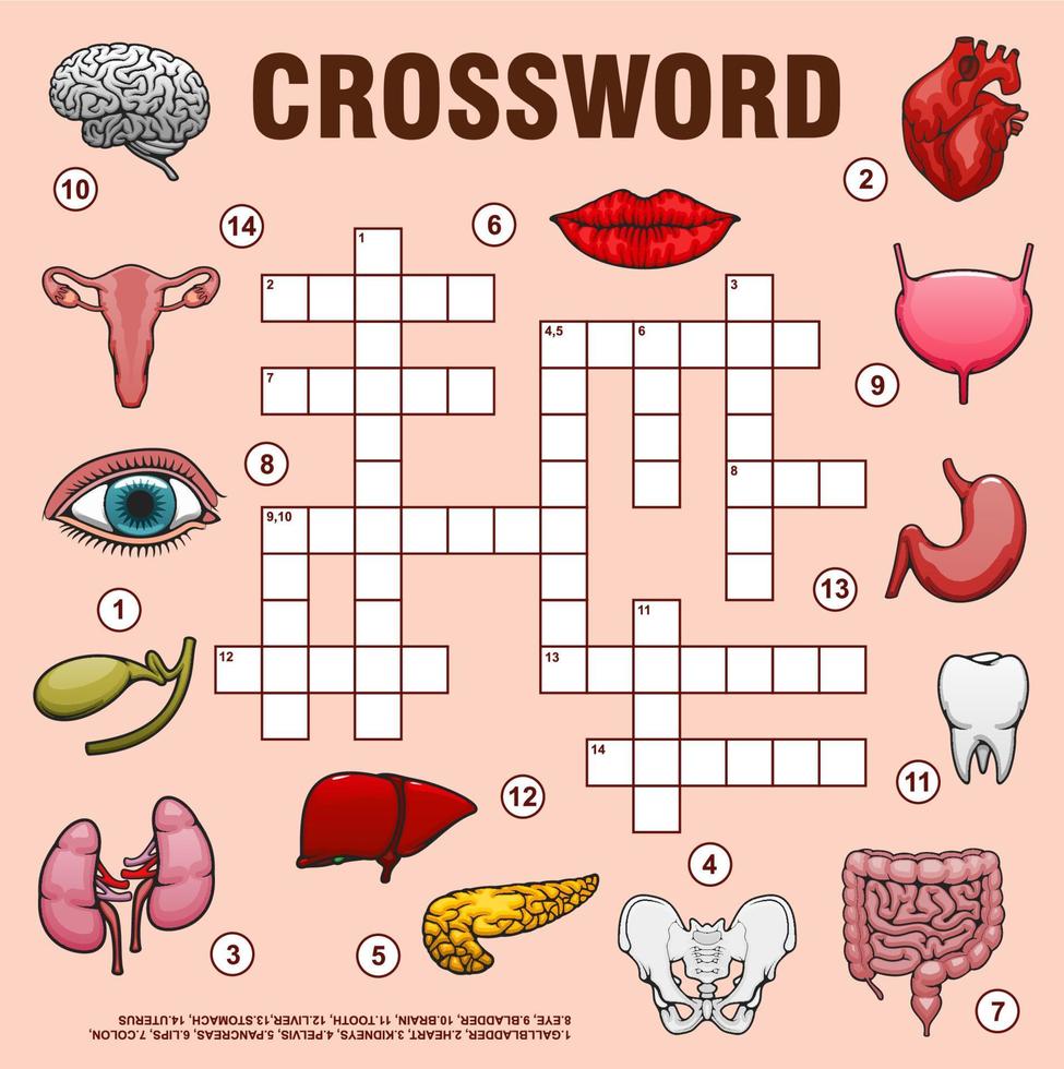Human organs, crossword grid, quiz game vector