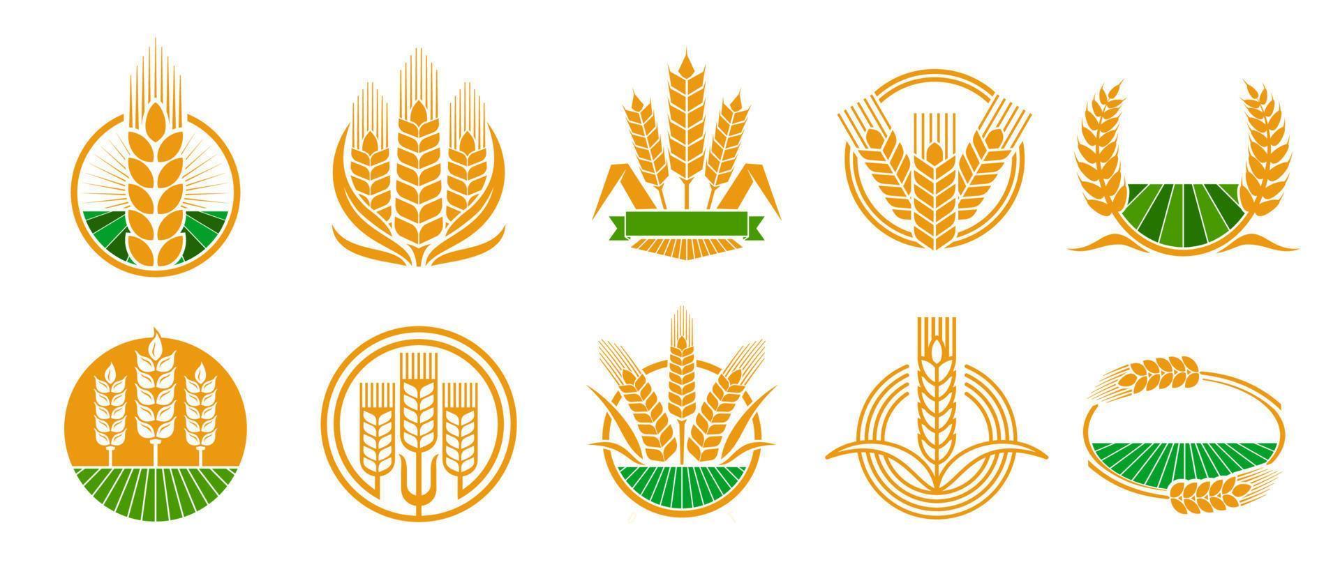 Cereal ear spike icons, wheat, rye barley or rice vector