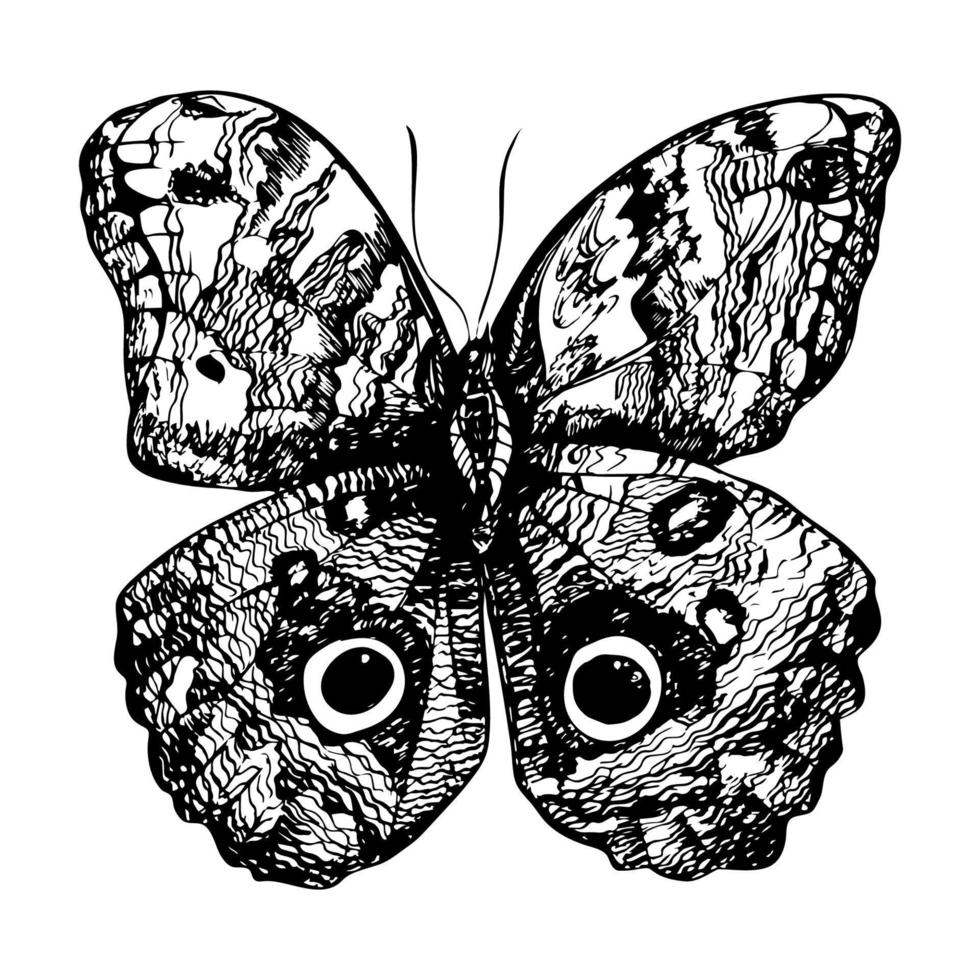 Hand drawn detailed butterfly. Isolated on white background, vector insect, monochrome illustration.