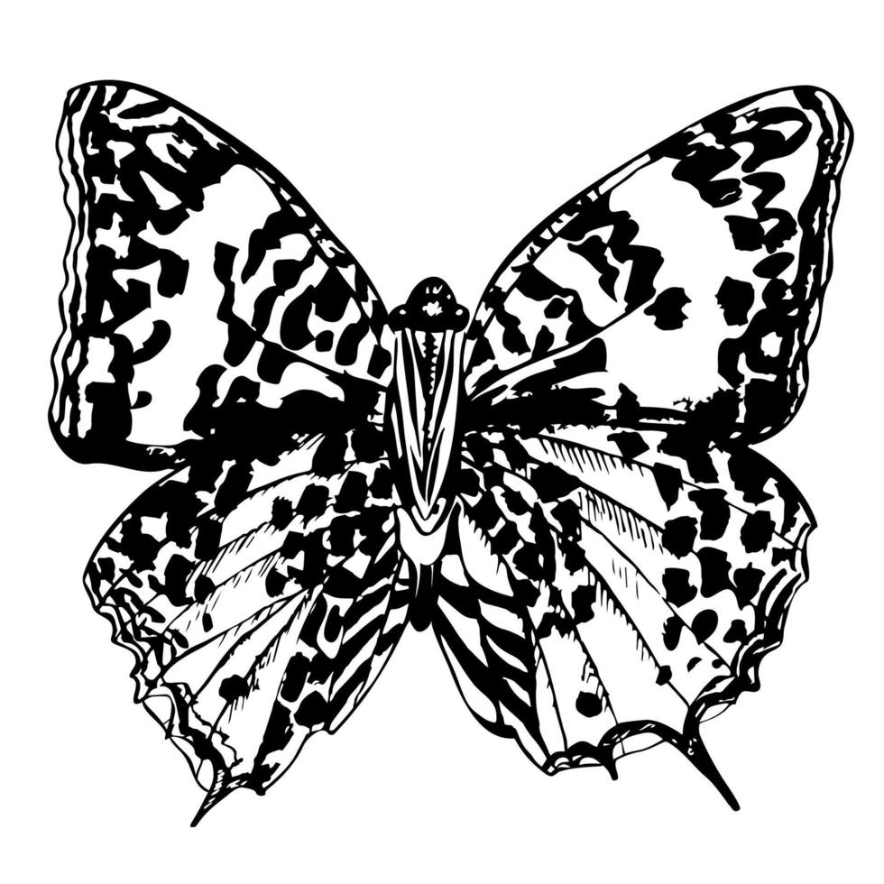 Hand drawn detailed butterfly. Isolated on white background, vector insect, monochrome illustration