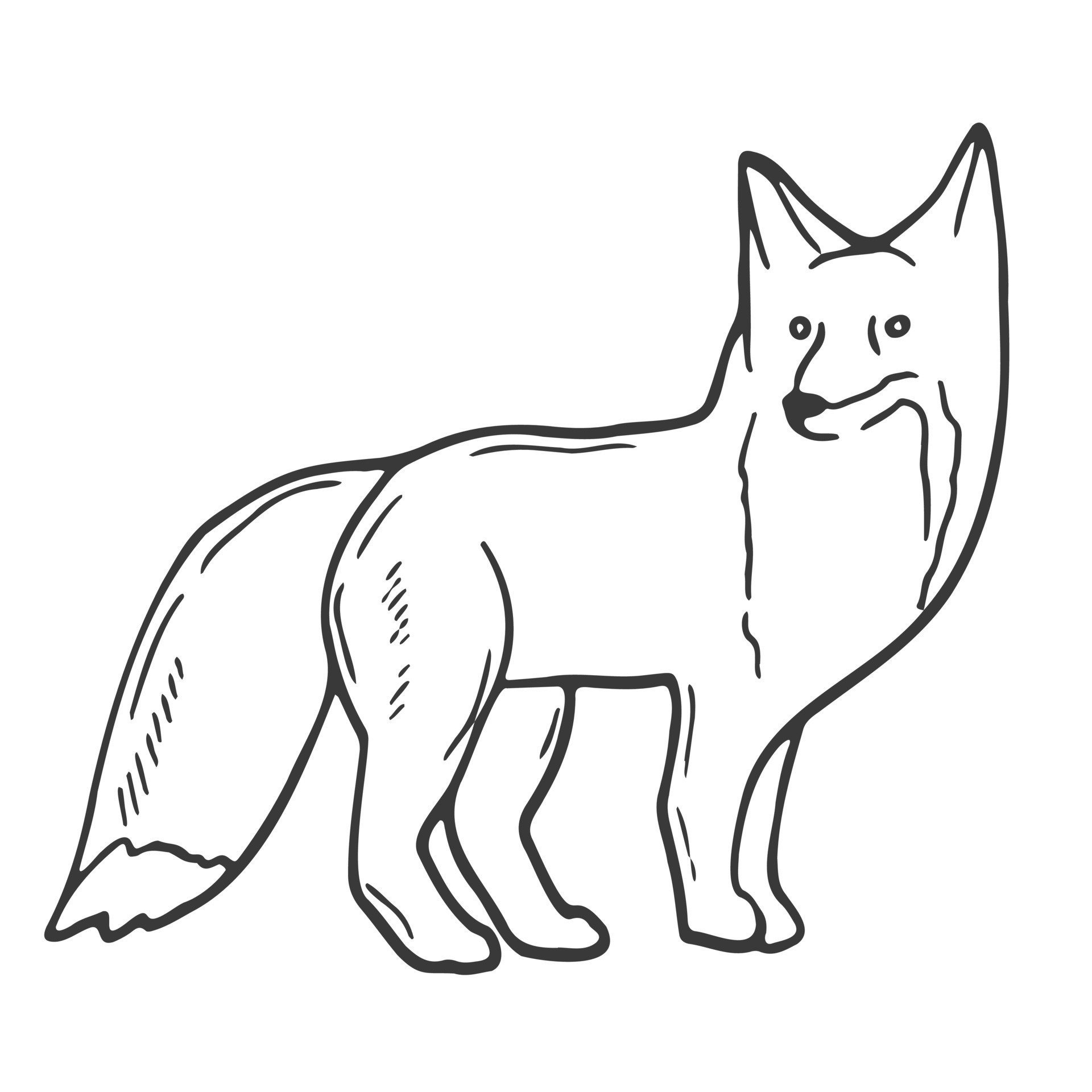 Contour image of a fox. Black silhouette of an animal. Doodle icon of a