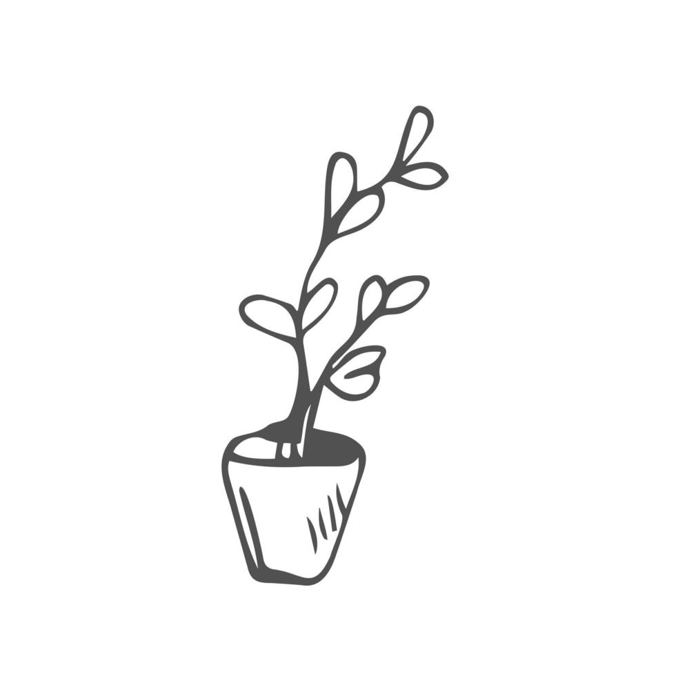 Ficus hand drawn vector outline doodle icon. Decorative potted house plant sketch illustration for print, web, mobile and infographics isolated on white background.