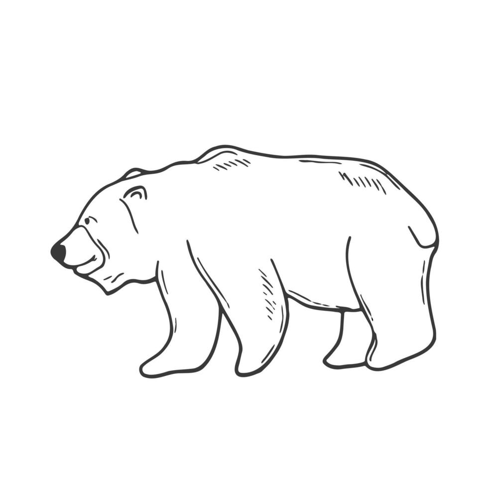Doodle bear sketch. Line art forest bear. Woodland concept vector