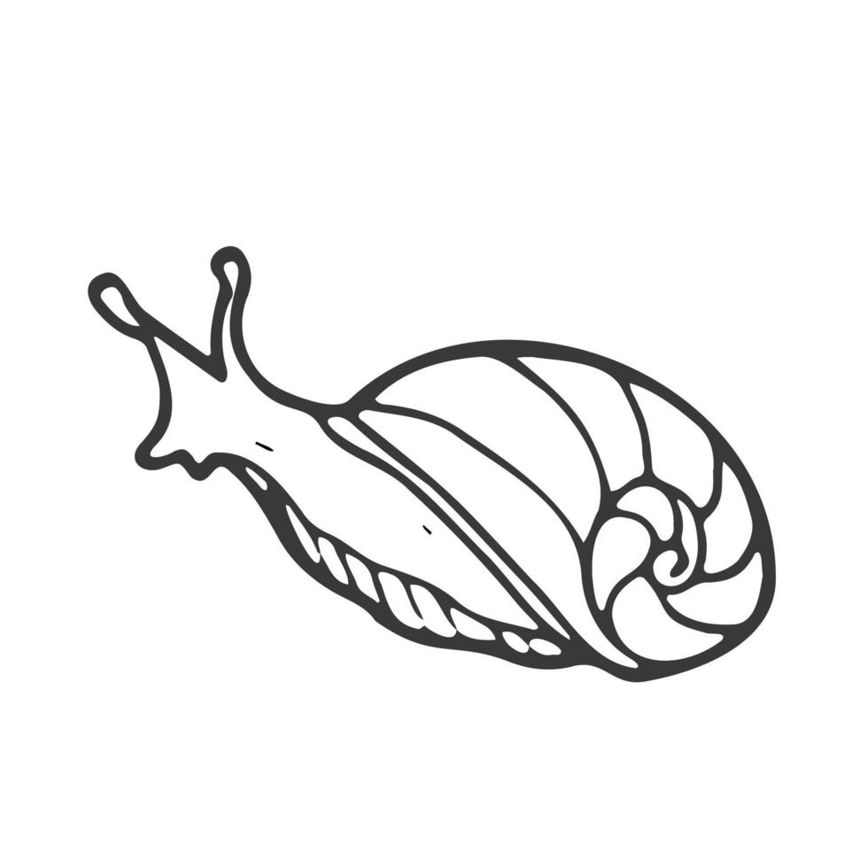 Doodle snail sketch. Line art of snail. Woodland animal concept vector