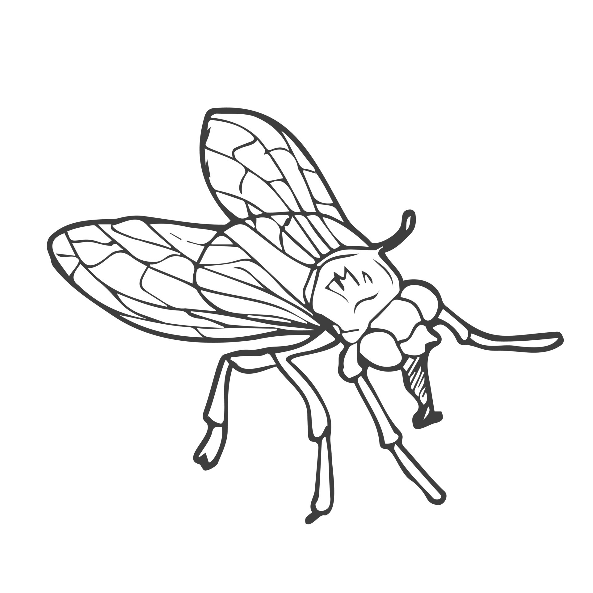 Fly Insect Sketch Doodle Style Line Art Vector Illustration Royalty Free  SVG Cliparts Vectors And Stock Illustration Image 60253629