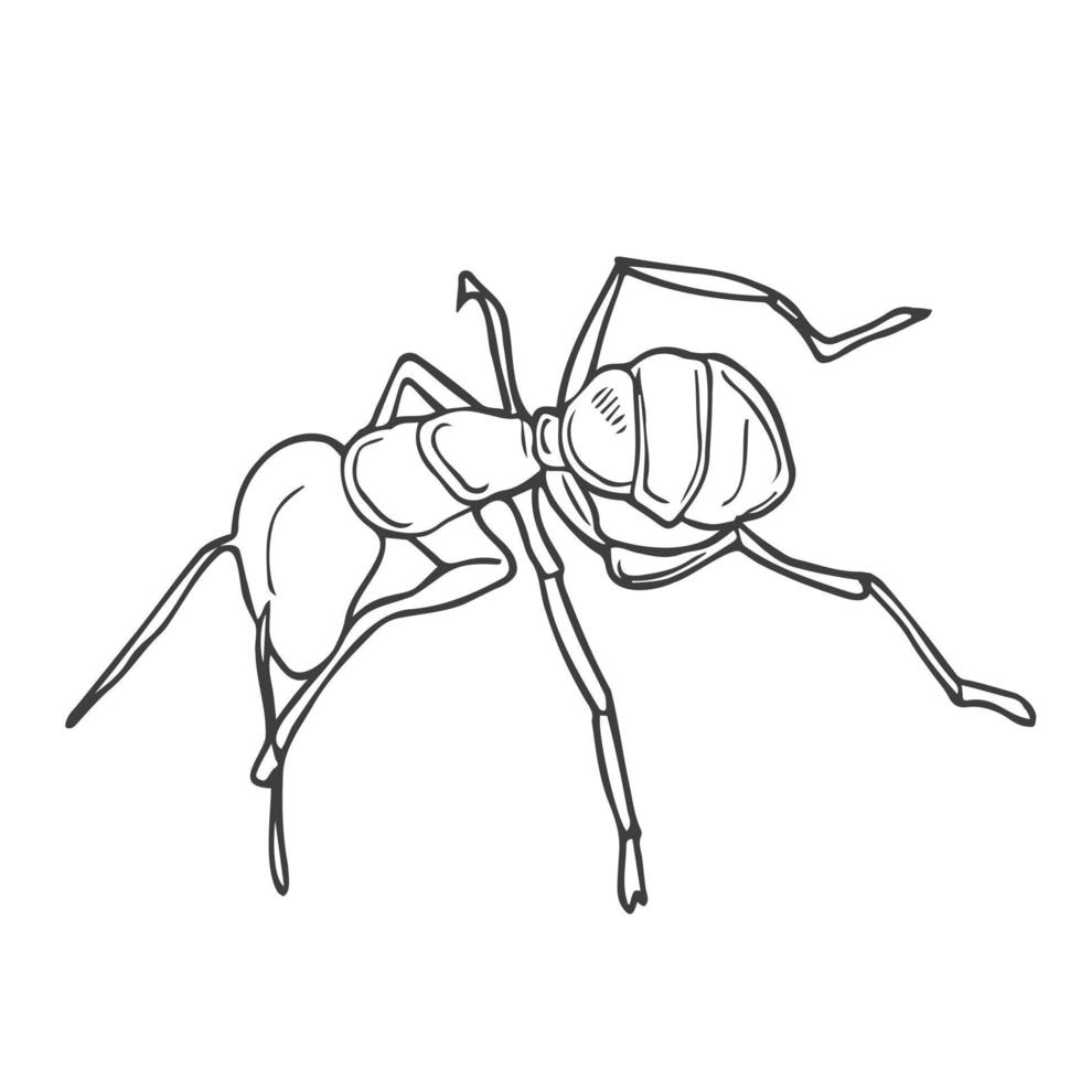 Ant silhouette vector on a white background