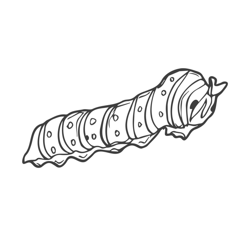 Hand-drawn simple vector drawing in black outline. Insect pest, caterpillar, larvae isolated on white background. Wildlife element. Ink sketch set.