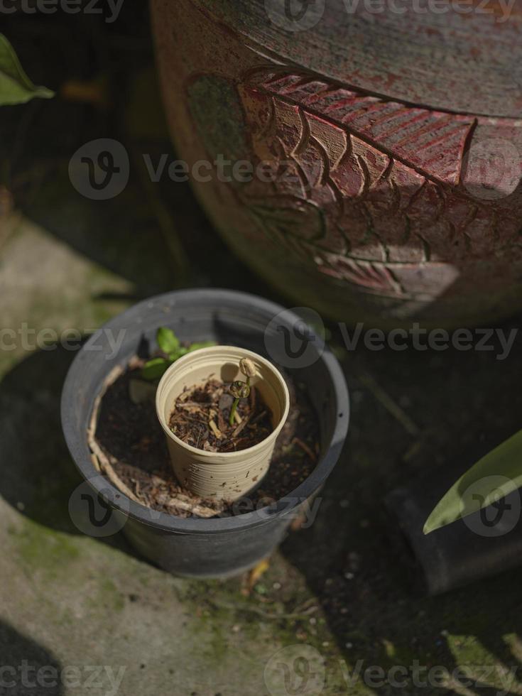 Trees concept Coffee bean seedlings nature background photo