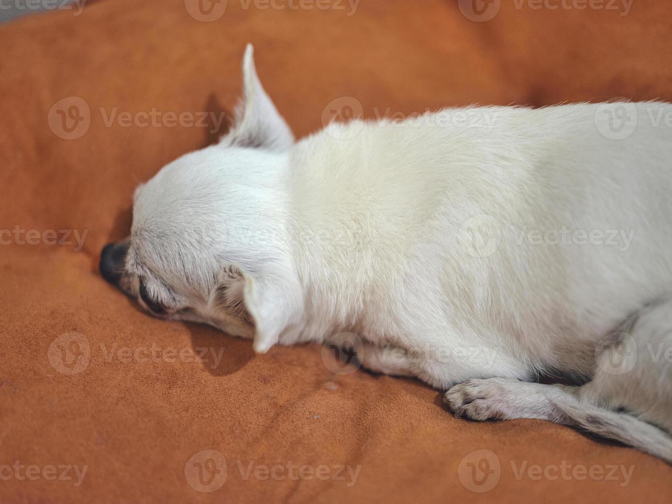 Chihuahua dog on the orange cushions photo