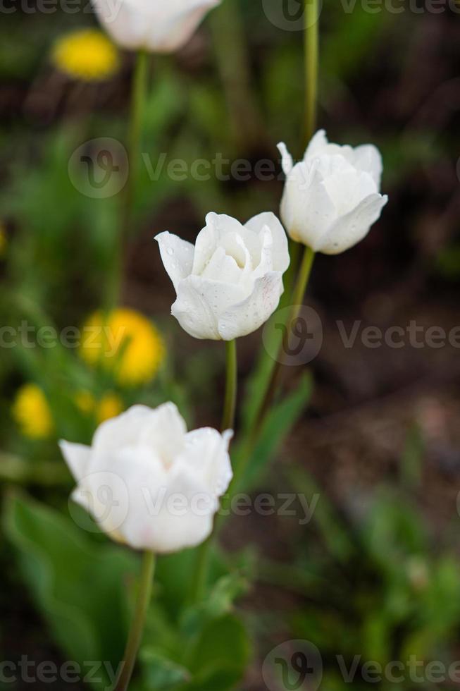 White tulips with dew drops on the petals photo