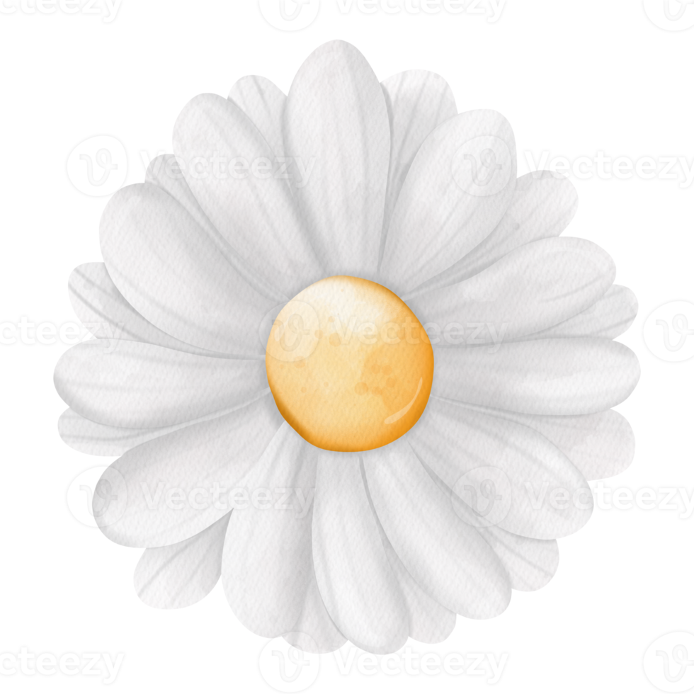 vattenfärg oxöga daisy blomma, kamomill blomma, vår element png