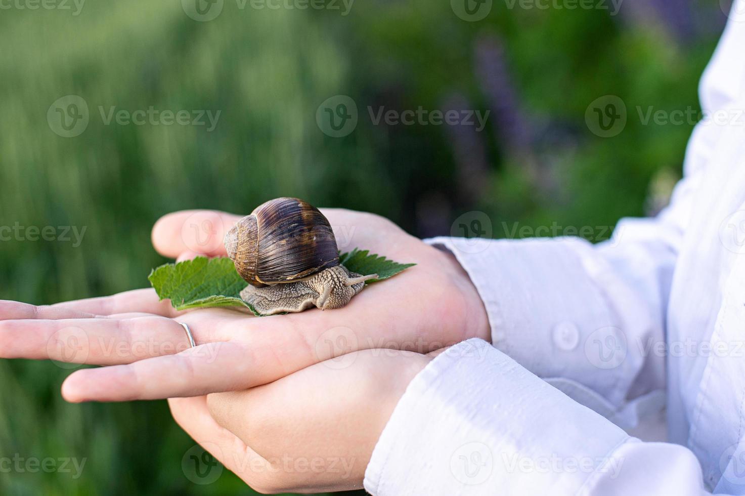 A large grape snail crawls along the arm photo